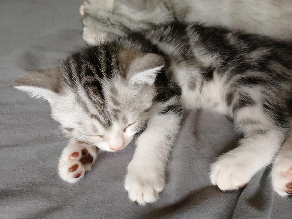 很有名气最好就是养的美国短毛猫 为什么不美短猫这么说受欢迎?(图1)