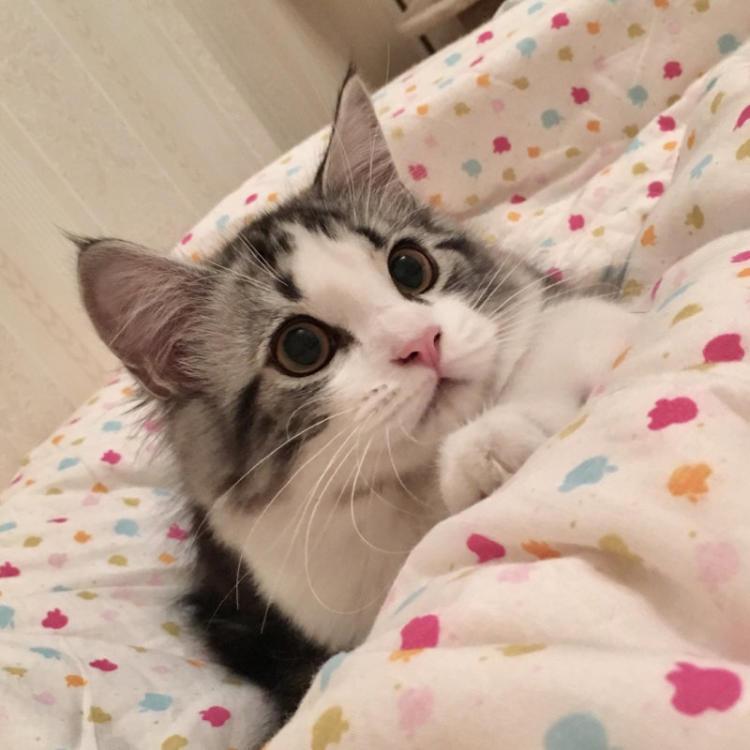 很有名气最好就是养的美国短毛猫 为什么不美短猫这么说受欢迎?(图4)