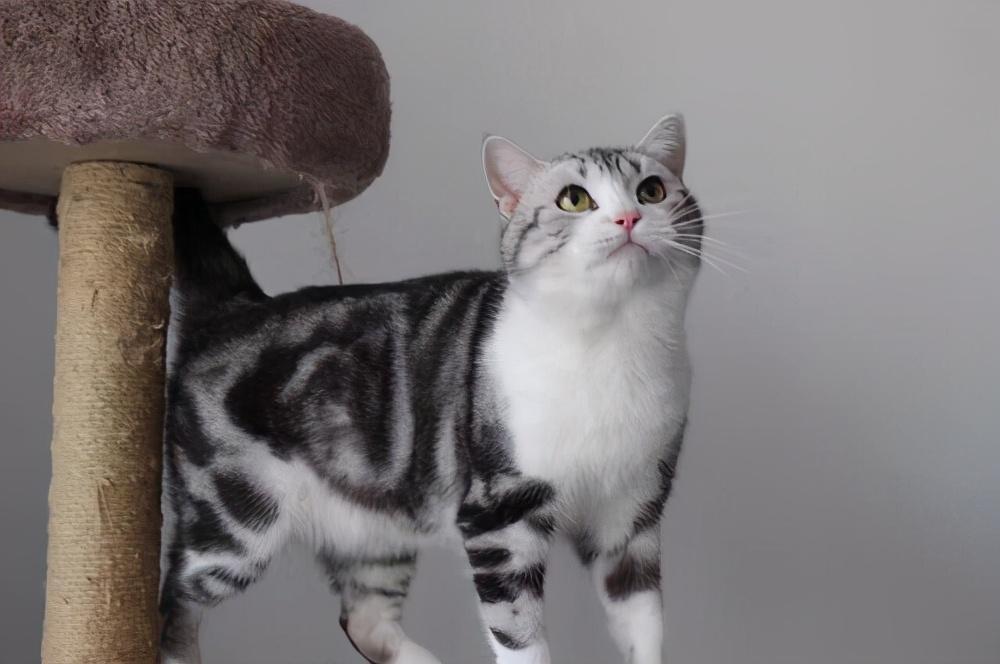 很有名气最好就是养的美国短毛猫 为什么不美短猫这么说受欢迎？(图5)