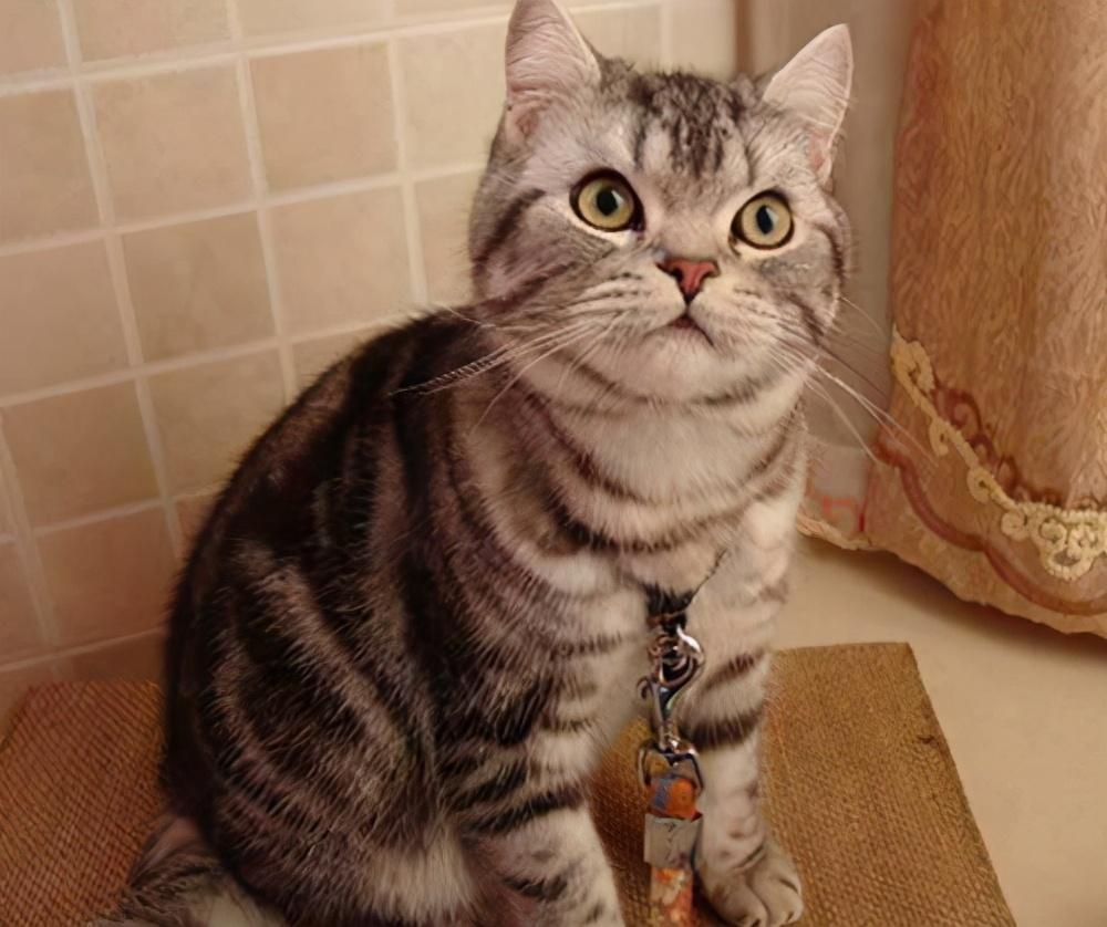 很有名气最好就是养的美国短毛猫 为什么不美短猫这么说受欢迎?(图6)