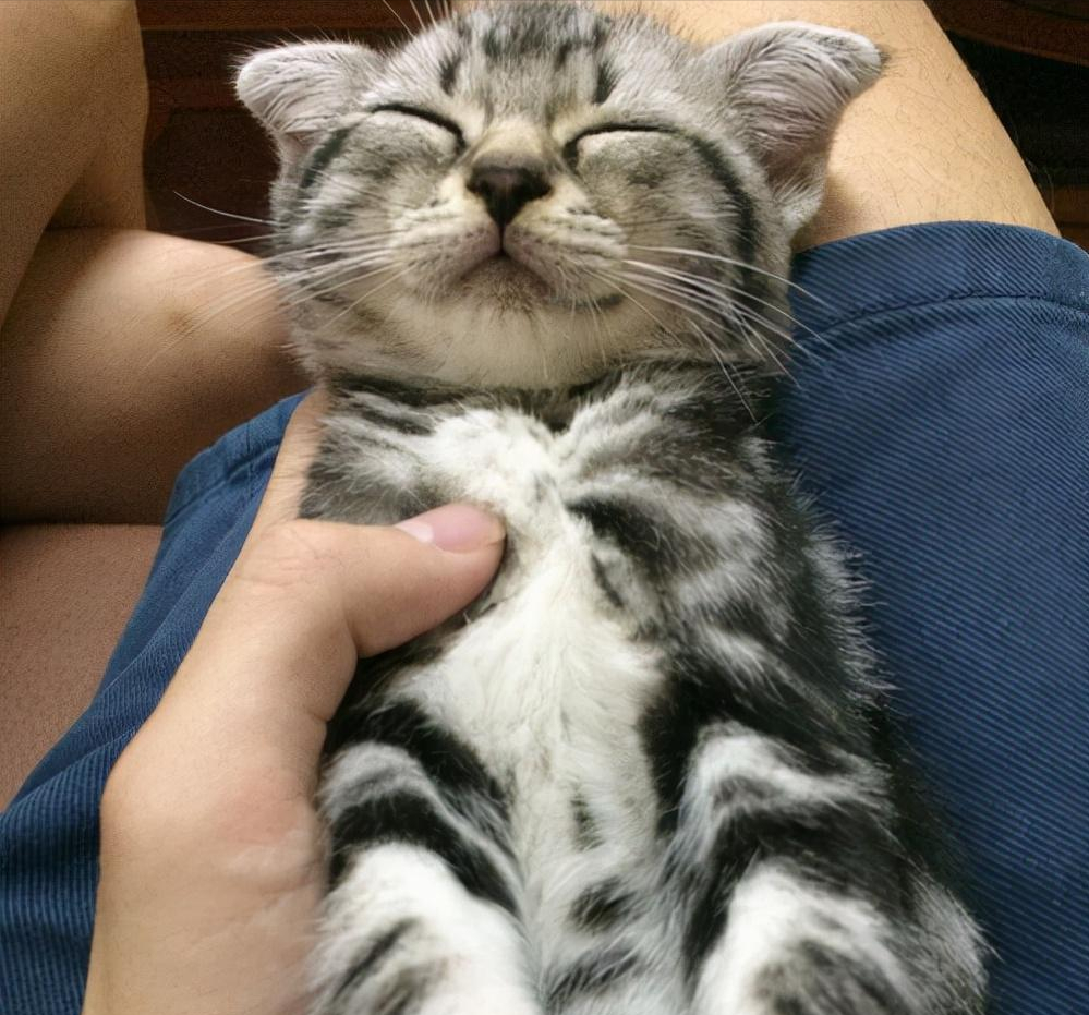 很有名气最好就是养的美国短毛猫 为什么不美短猫这么说受欢迎？(图7)