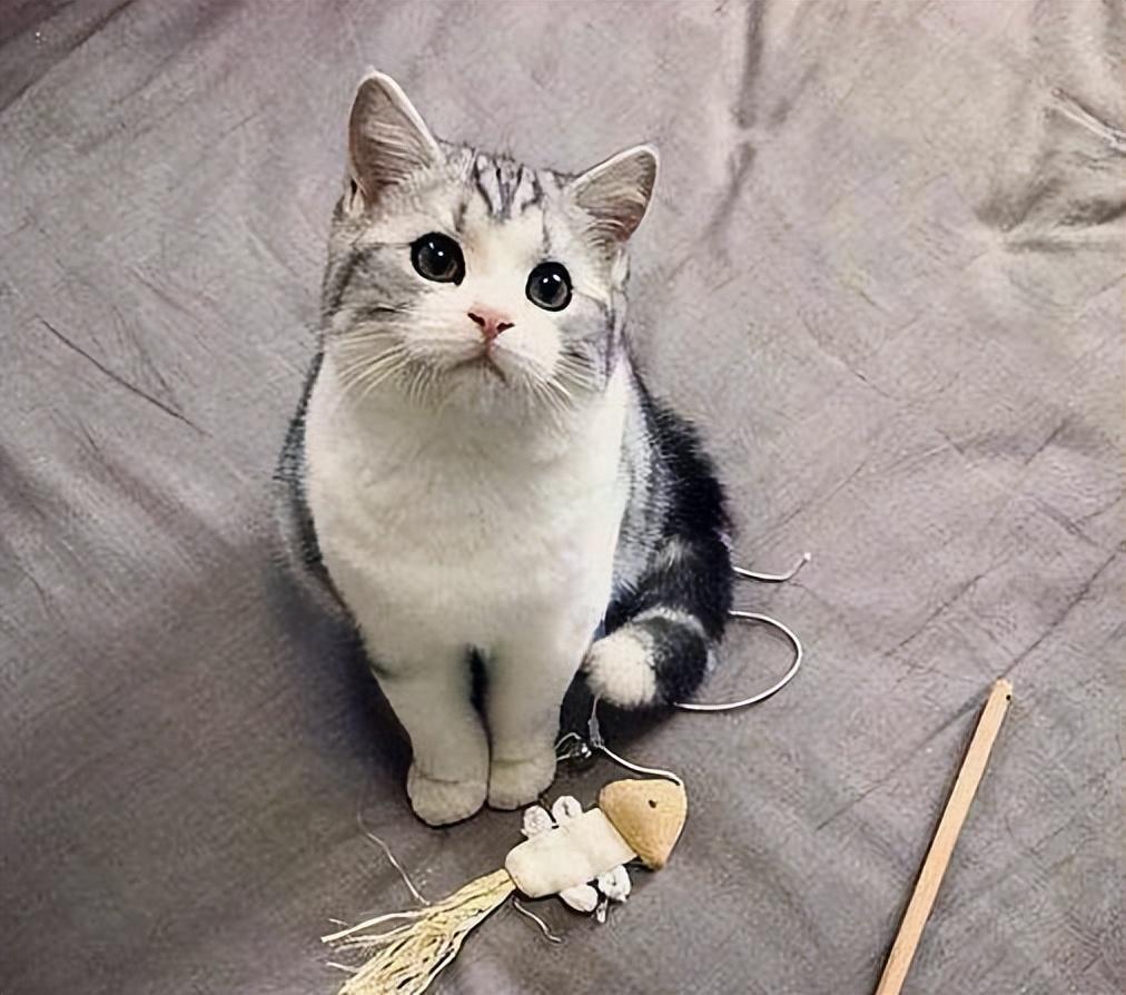 很有名气最好就是养的美国短毛猫 为什么不美短猫这么说受欢迎?(图9)