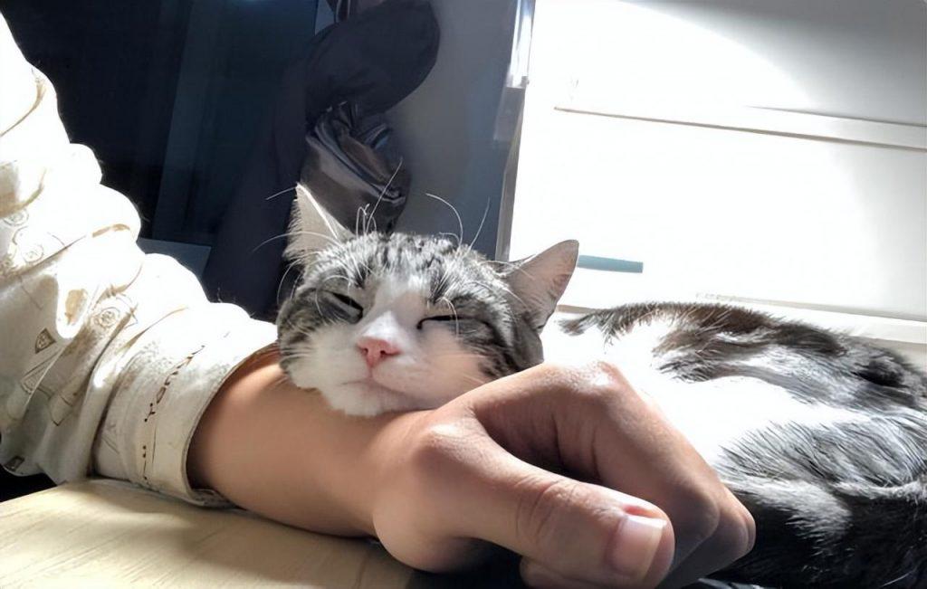 很有名气最好就是养的美国短毛猫 为什么不美短猫这么说受欢迎？(图10)