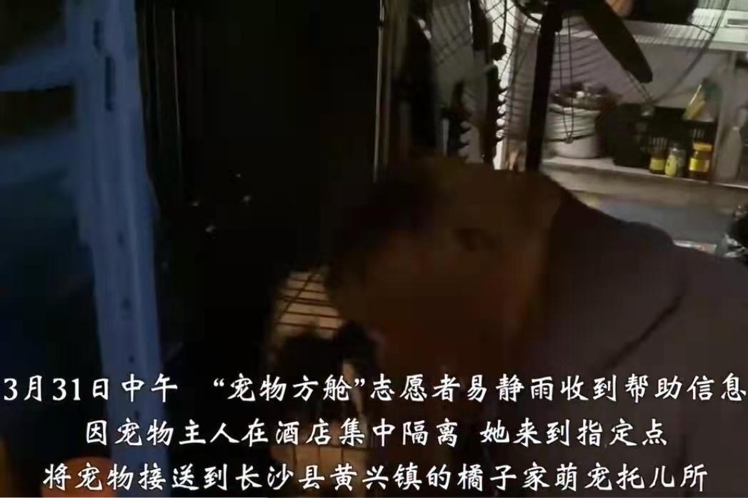 猫猫狗狗有地方去咯！长沙这些地方免费的为被隔离家长帮忙照顾“毛孩子”(图1)