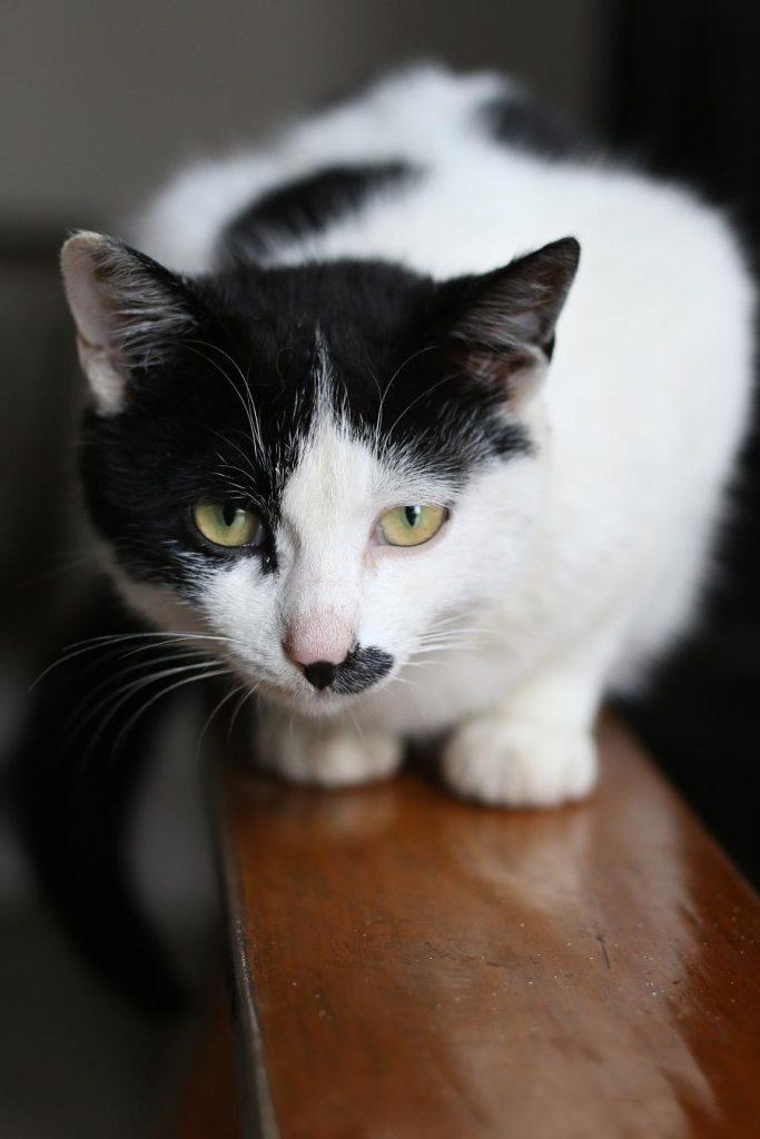 7种好是养的猫 新手家庭饲养无负担 价格也比较便宜(图1)