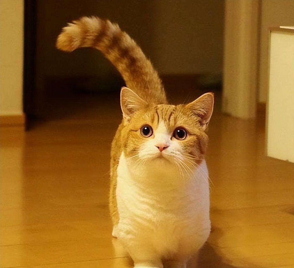 7种好是养的猫 新手家庭饲养无负担 价格也比较便宜(图2)