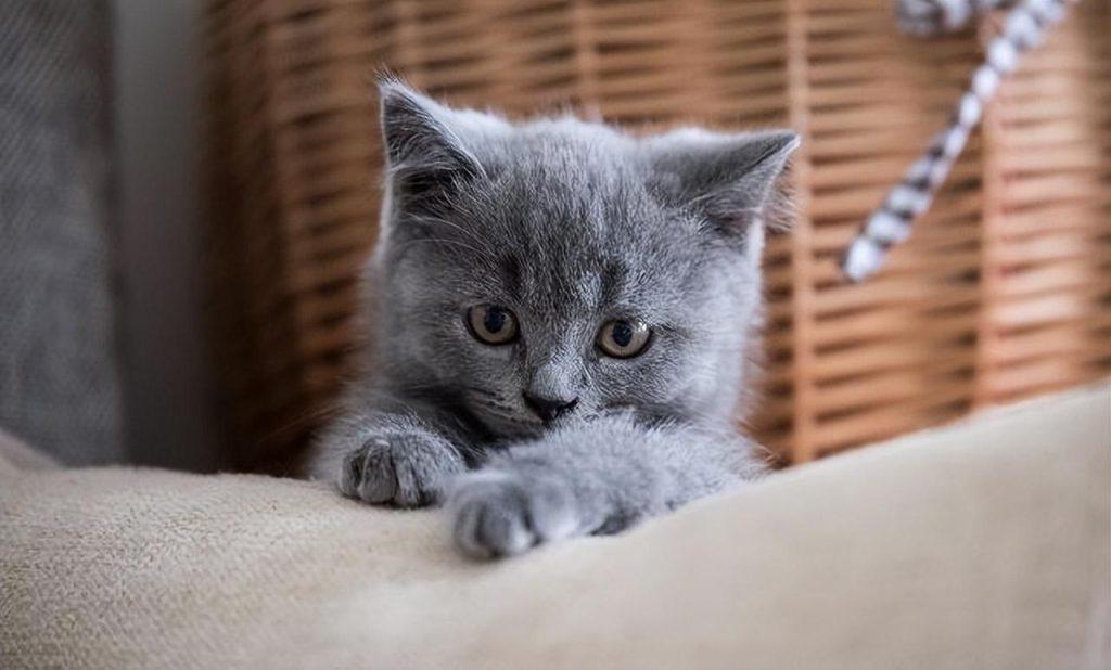 7种好是养的猫 新手家庭饲养无负担 价格也比较便宜(图4)