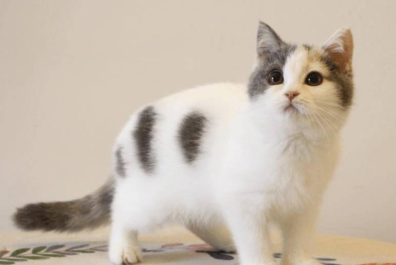 7种好是养的猫 新手家庭饲养无负担 价格也比较便宜(图5)