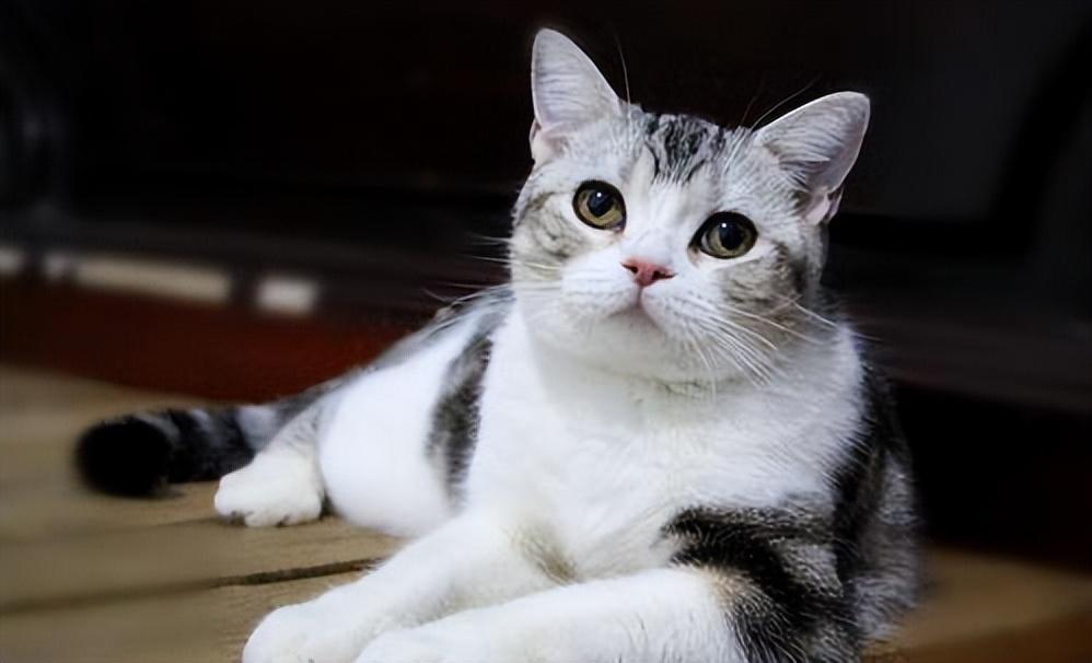 7种好是养的猫 新手家庭饲养无负担 价格也比较便宜(图6)