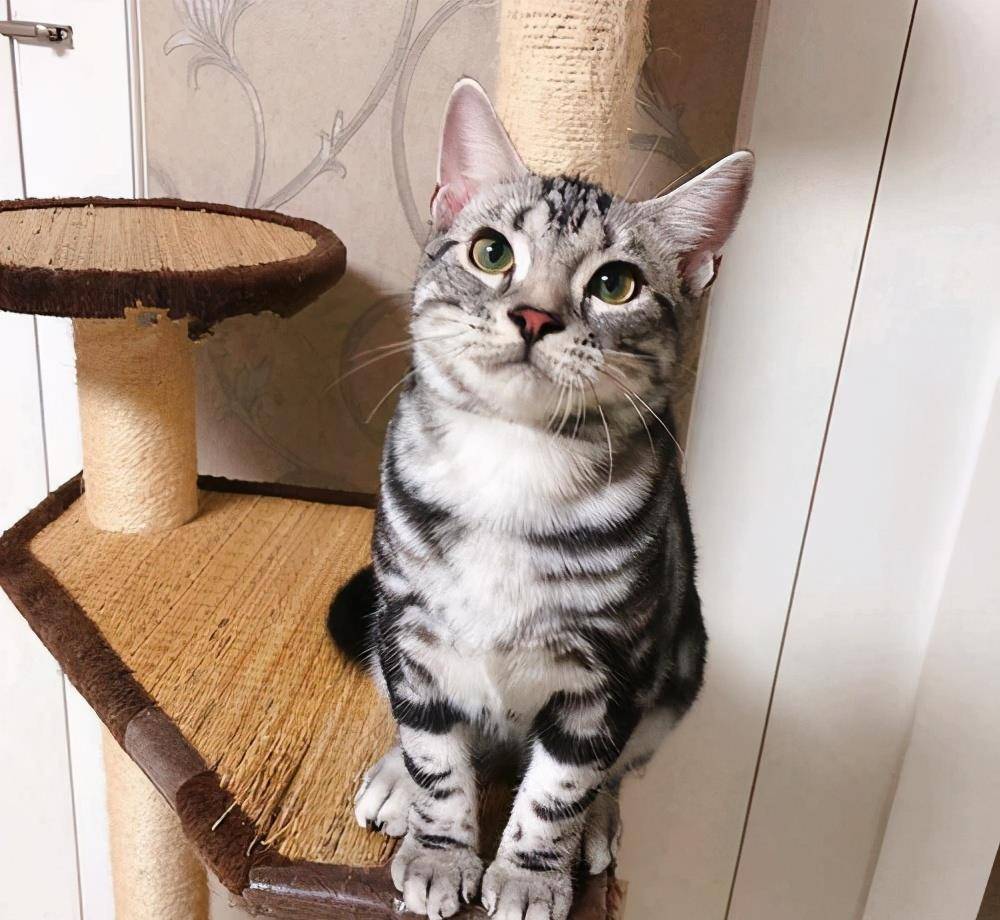 7种好是养的猫 新手家庭饲养无负担 价格也比较便宜(图7)