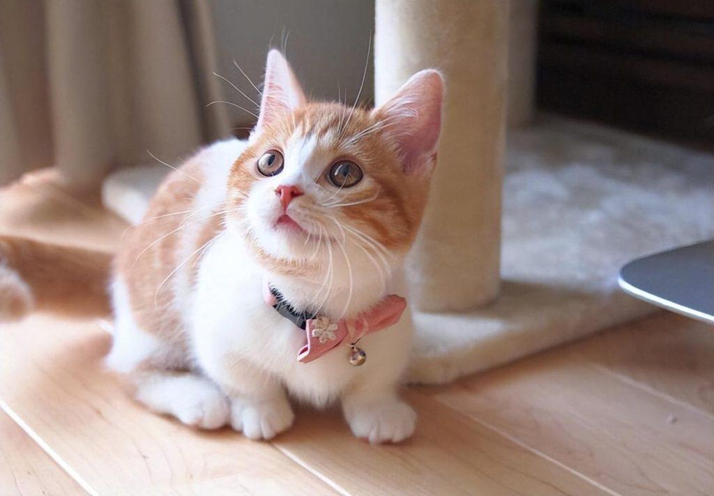 7种好是养的猫 新手家庭饲养无负担 价格也比较便宜(图8)