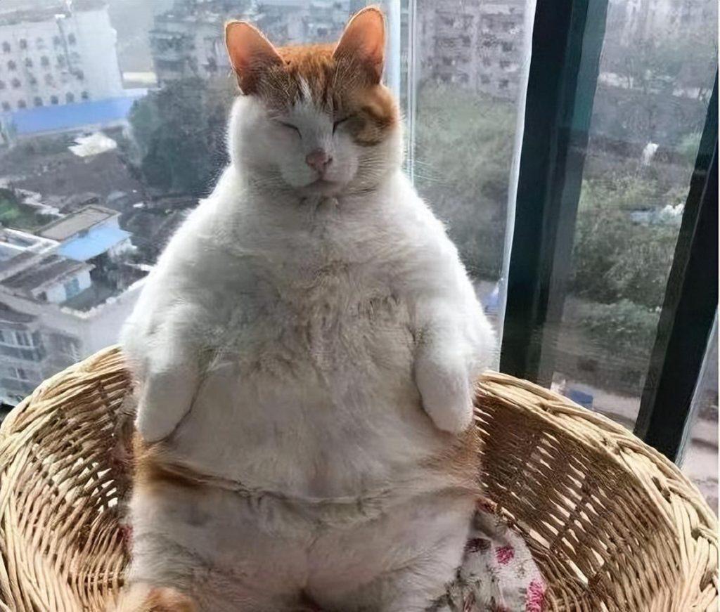 7种好是养的猫 新手家庭饲养无负担 价格也比较便宜(图9)