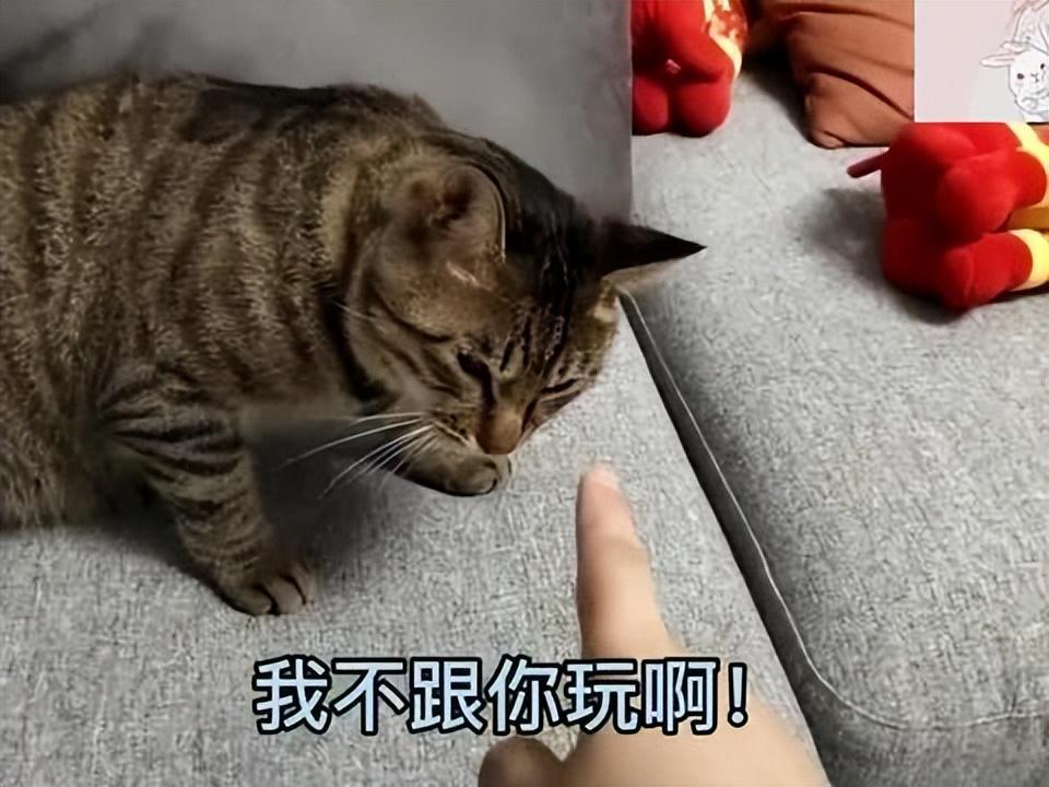 7种好是养的猫 新手家庭饲养无负担 价格也比较便宜(图10)