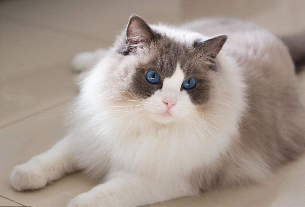 7种好是养的猫 新手家庭饲养无负担 价格也比较便宜(图14)