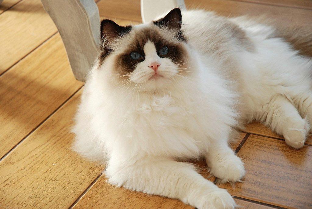 7种好是养的猫 新手家庭饲养无负担 价格也比较便宜(图15)