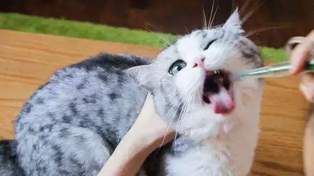 小猫多大这个可以驱虫？小猫驱虫药怎么用？(图1)