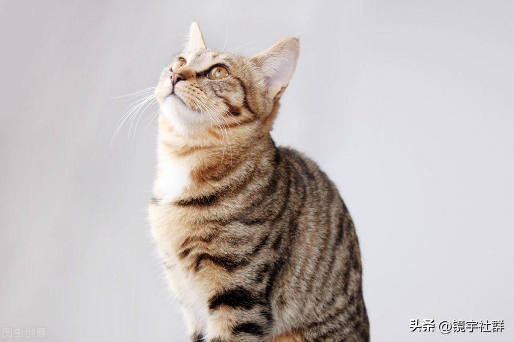 矮脚白色猫的价格：矮脚黄色猫好象多少钱一只？(图1)