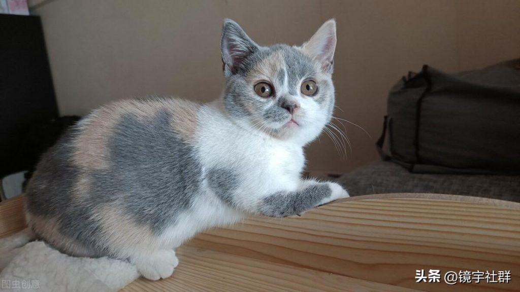 矮脚白色猫的价格:矮脚黄色猫好象多少钱一只?(图3)