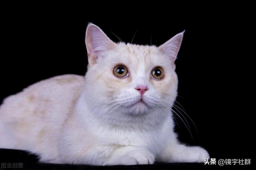 矮脚白色猫的价格：矮脚黄色猫好象多少钱一只？(图2)