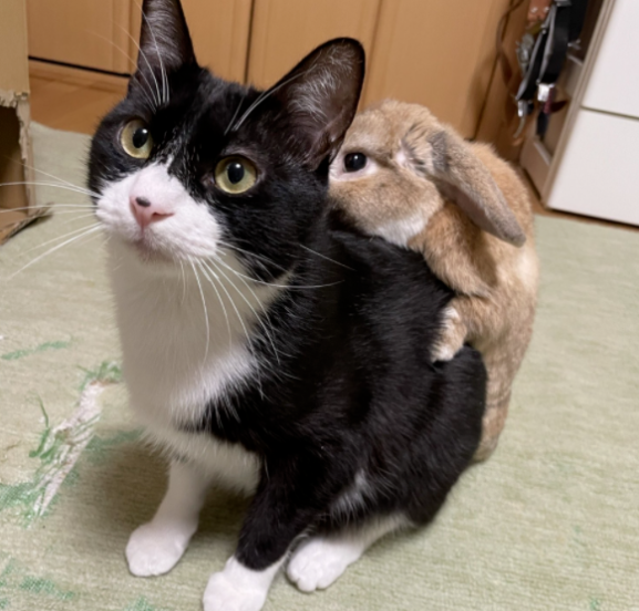 养了一只猫 又养了一只小兔子…只好猫猫就有了小兔子背包！(图1)