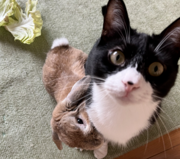 养了一只猫 又养了一只小兔子…只好猫猫就有了小兔子背包！(图2)