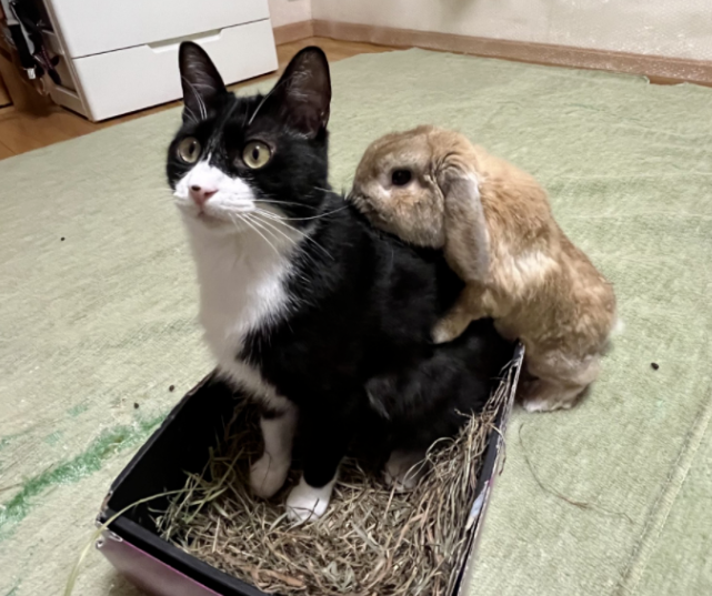 养了一只猫 又养了一只小兔子…只好猫猫就有了小兔子背包！(图3)