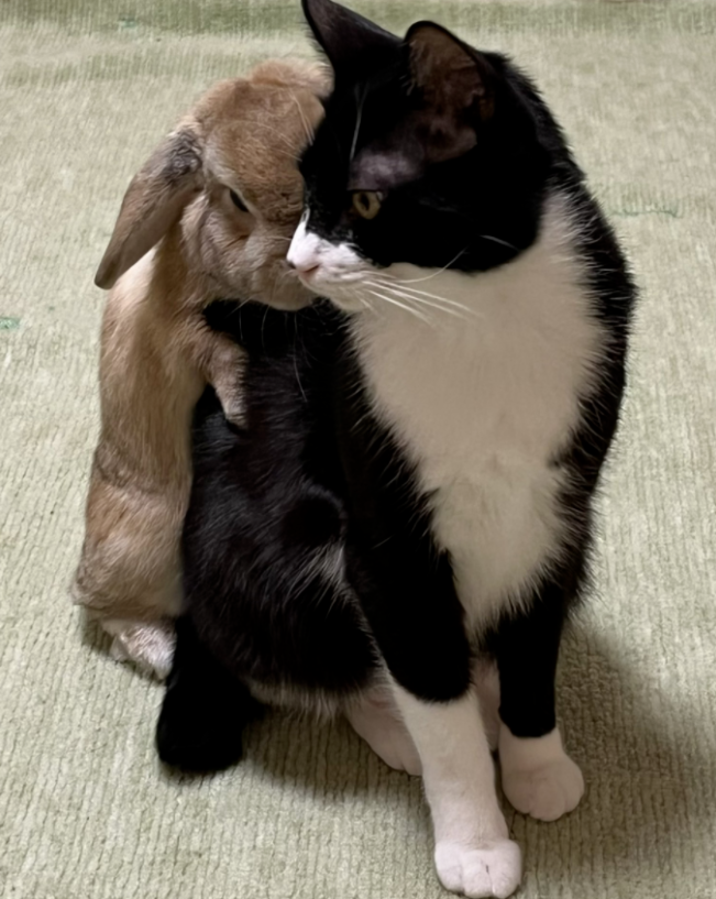 养了一只猫 又养了一只小兔子…只好猫猫就有了小兔子背包！(图4)