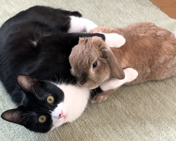 养了一只猫 又养了一只小兔子…只好猫猫就有了小兔子背包！(图9)