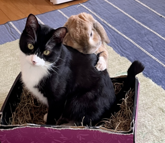 养了一只猫 又养了一只小兔子…只好猫猫就有了小兔子背包！(图6)