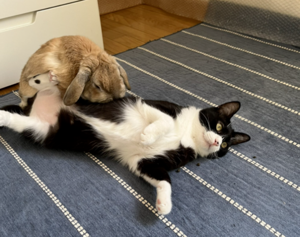 养了一只猫 又养了一只小兔子…只好猫猫就有了小兔子背包！(图7)