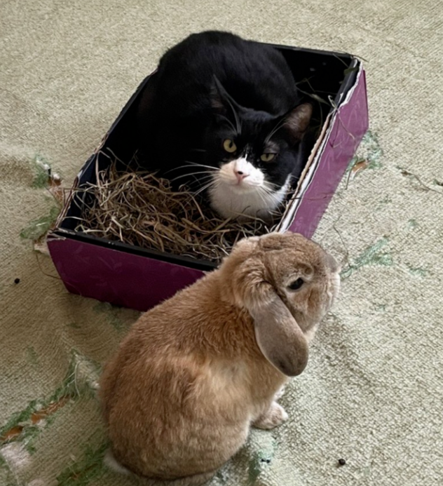 养了一只猫 又养了一只小兔子…只好猫猫就有了小兔子背包！(图8)