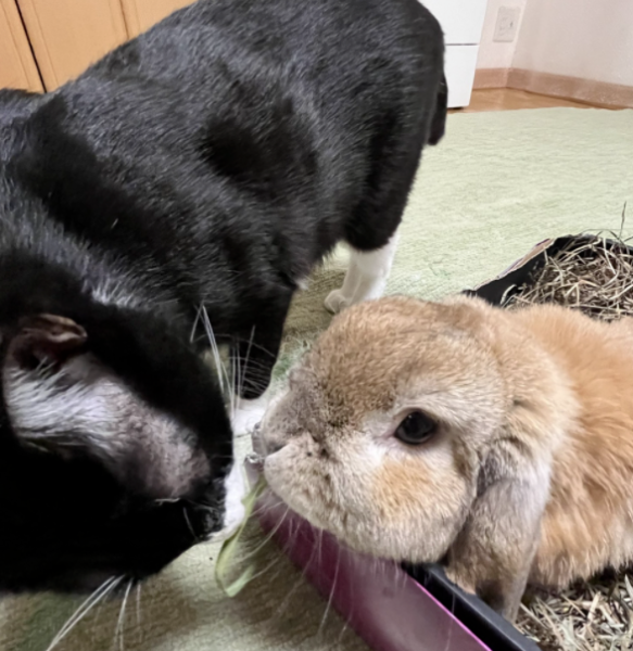 养了一只猫 又养了一只小兔子…只好猫猫就有了小兔子背包！(图10)