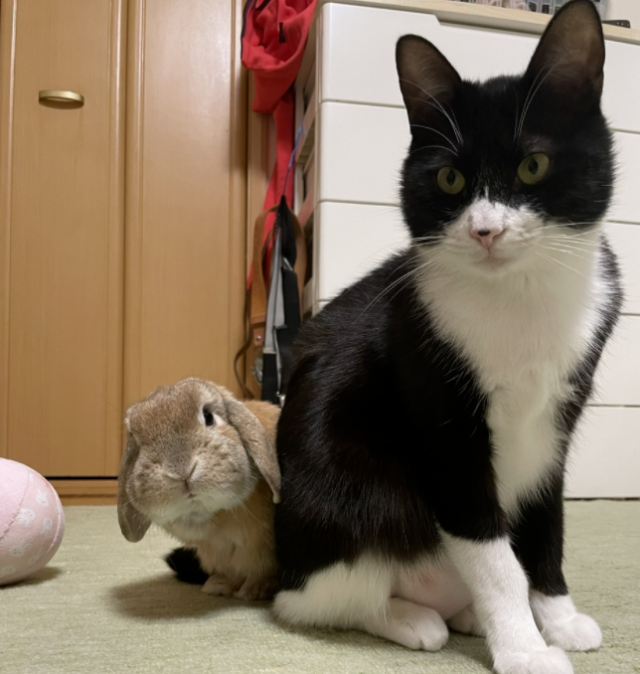 养了一只猫 又养了一只小兔子…只好猫猫就有了小兔子背包！(图11)