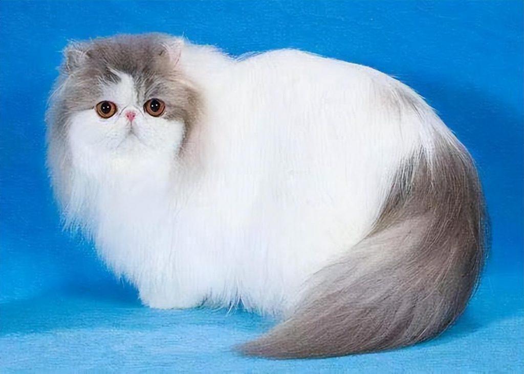 波斯猫价格继续大跌 但为何养的人渐渐地下降？(图2)