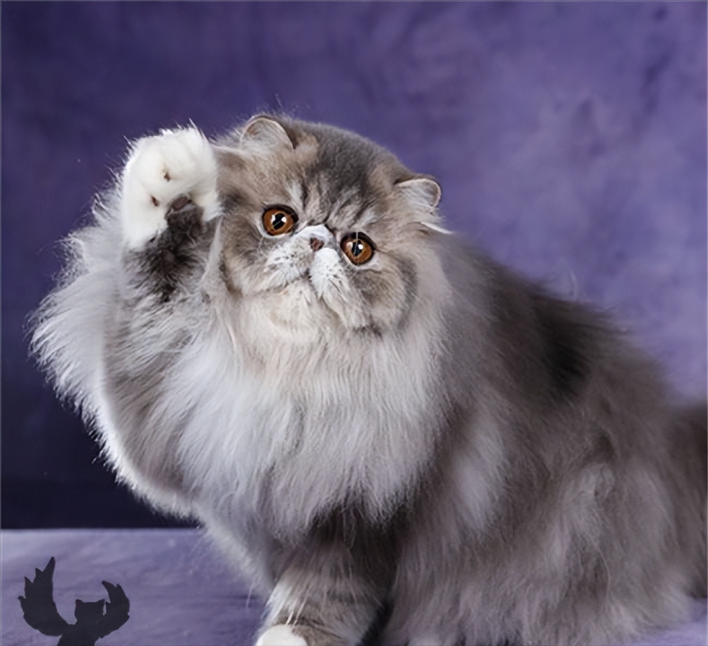 波斯猫价格继续大跌 但为何养的人渐渐地下降？(图4)