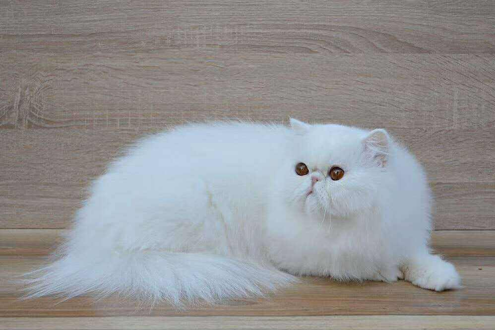 波斯猫价格继续大跌 但为何养的人渐渐地下降？(图5)
