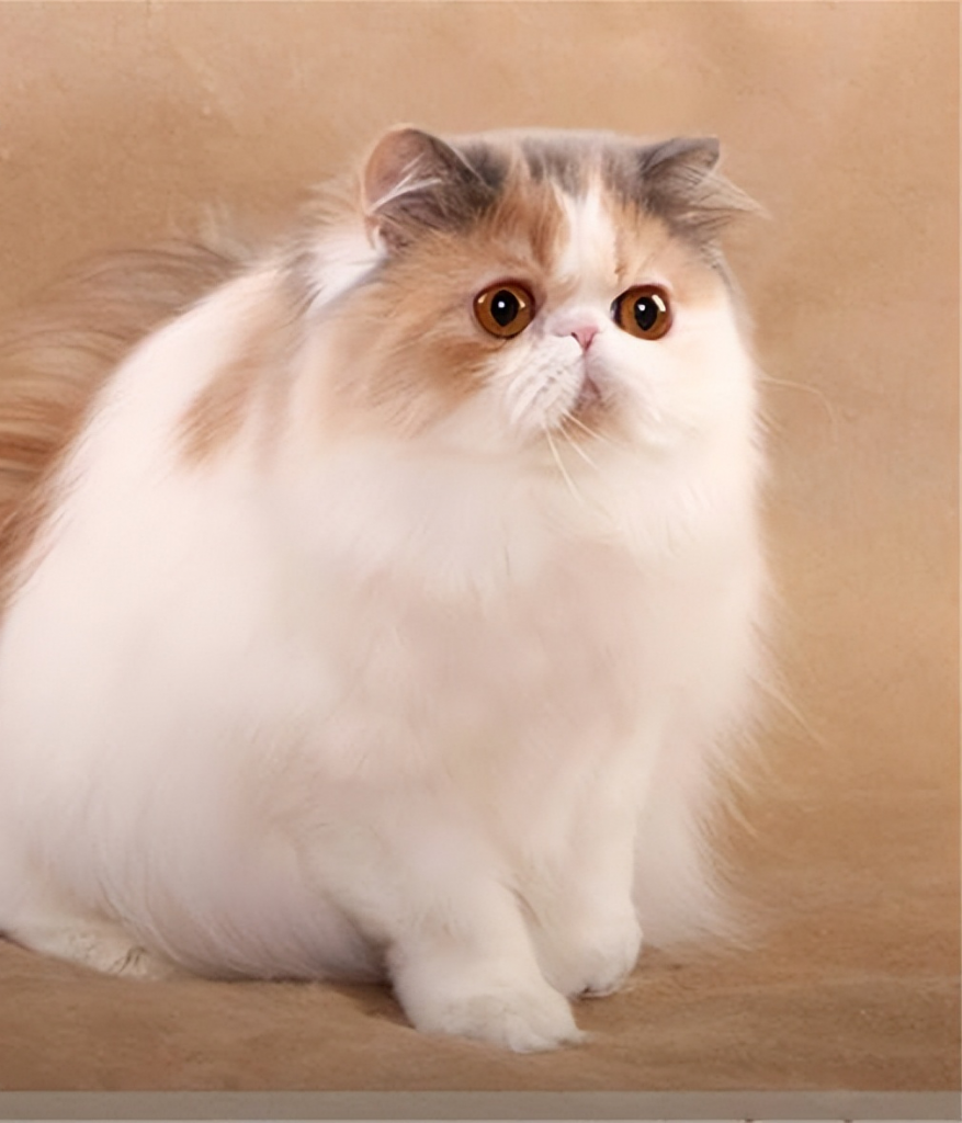 波斯猫价格继续大跌 但为何养的人渐渐地下降？(图7)