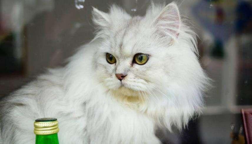 波斯猫价格继续大跌 但为何养的人渐渐地下降？(图8)