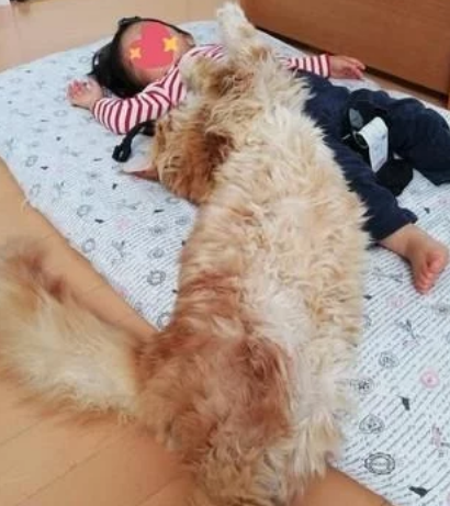 四只缅因猫聚在婴儿床上 守护者自己家小主人 但也很有可能是像蹭床睡(图2)