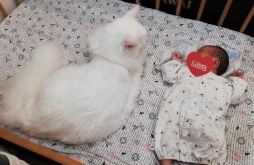 四只缅因猫聚在婴儿床上 守护者自己家小主人 但也很有可能是像蹭床睡(图3)