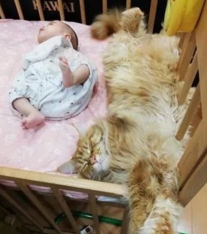 四只缅因猫聚在婴儿床上 守护者自己家小主人 但也很有可能是像蹭床睡(图4)