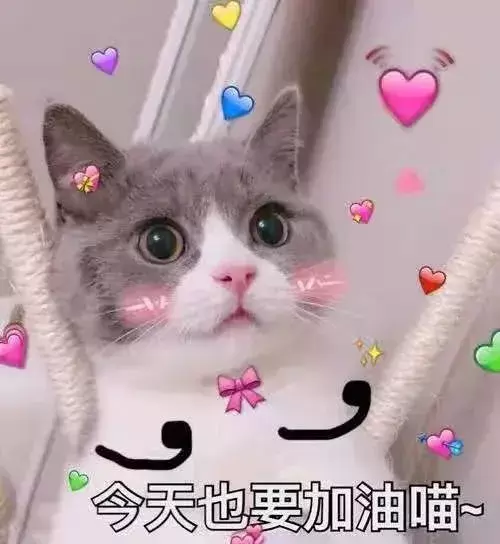 家里猫砂不够用了?教你几招想自己做应付紧急情况(图8)