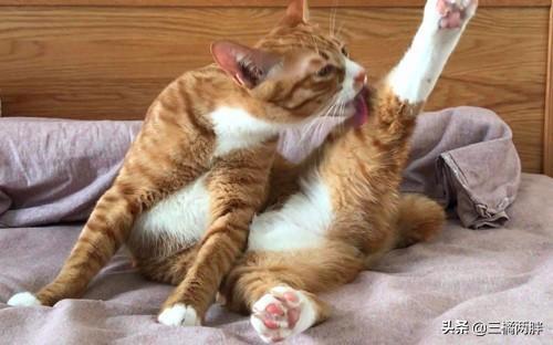 公猫尿路感染了 总舔尿路位置咋办？公猫患上尿路感染的原因及好的办法(图1)