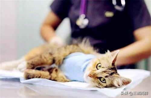 公猫尿路感染了 总舔尿路位置咋办？公猫患上尿路感染的原因及好的办法(图3)