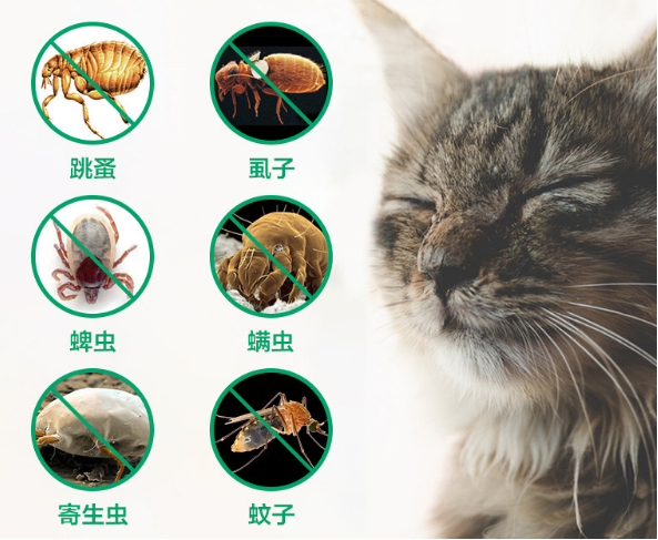 猫咪身上有跳蚤 让人很烦恼 如何还有？教你5个小偏方 简单最有效(图1)