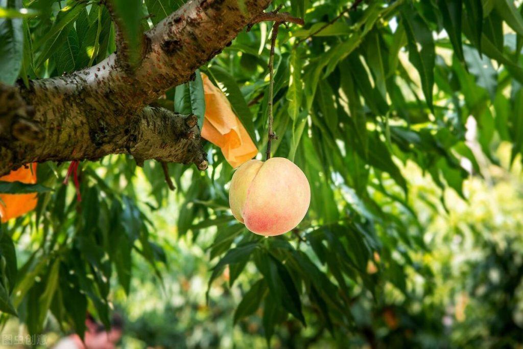 猫咪身上有跳蚤 让人很烦恼 如何还有？教你5个小偏方 简单最有效(图2)