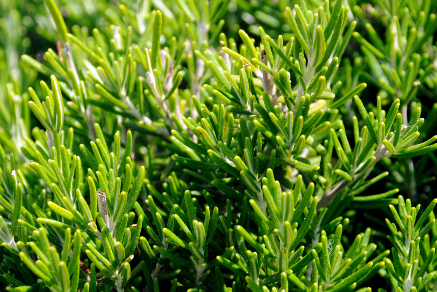 猫咪身上有跳蚤 让人很烦恼 如何还有？教你5个小偏方 简单最有效(图4)