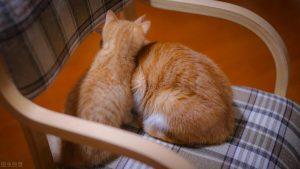 猫咪得了暗黑该怎么办啊？怎莫对有猫藓的猫咪通过护理？(图1)