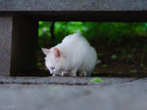 猫咪得了暗黑该怎么办啊？怎莫对有猫藓的猫咪通过护理？(图3)