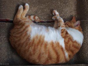 猫咪得了暗黑该怎么办啊？怎莫对有猫藓的猫咪通过护理？(图2)